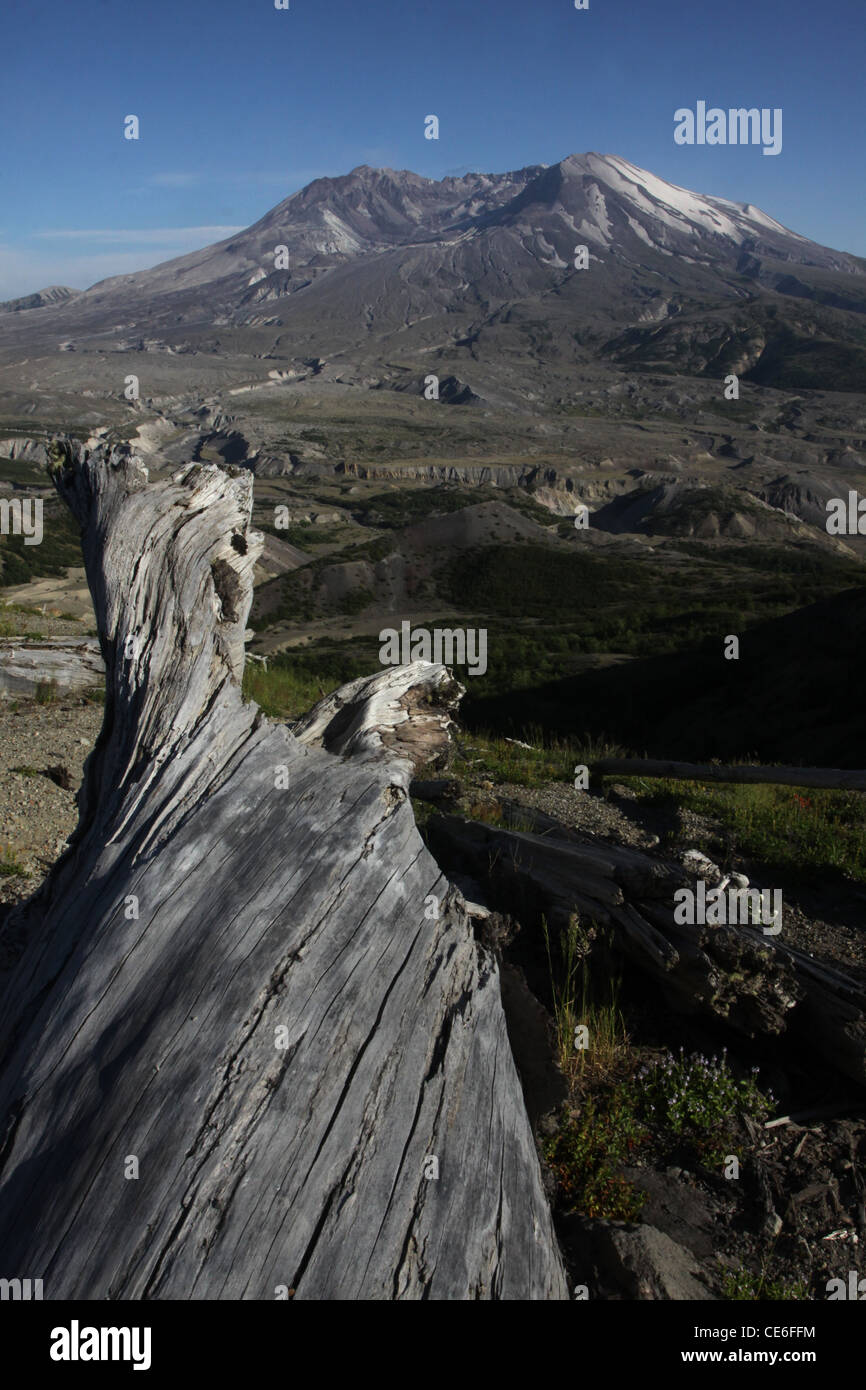 Arbres tués d'éruption de 1980 du Mont St Helens Volcano National Monument Banque D'Images