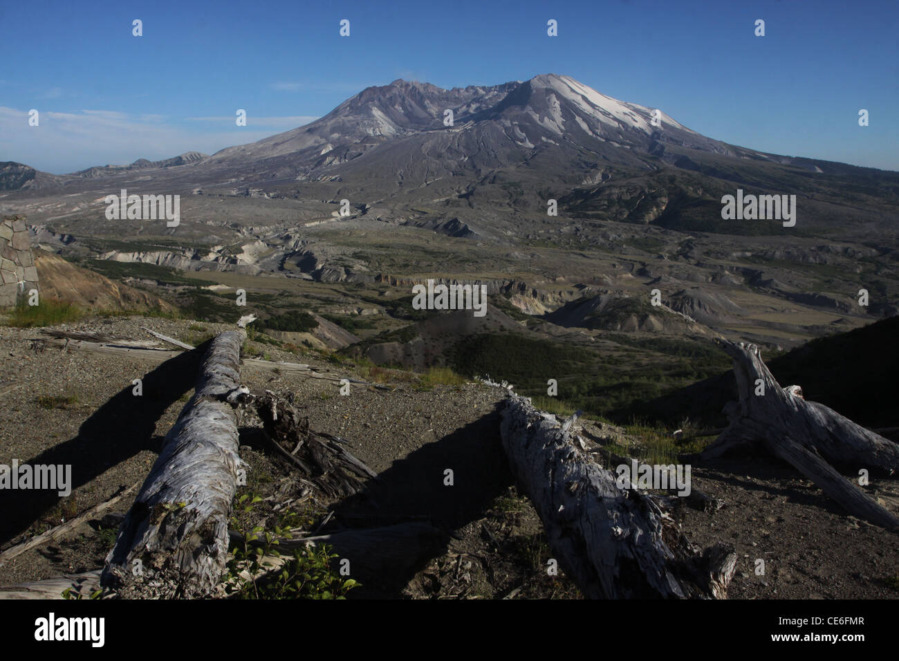 Arbres tués d'éruption de 1980 du Mont St Helens Volcano National Monument Banque D'Images