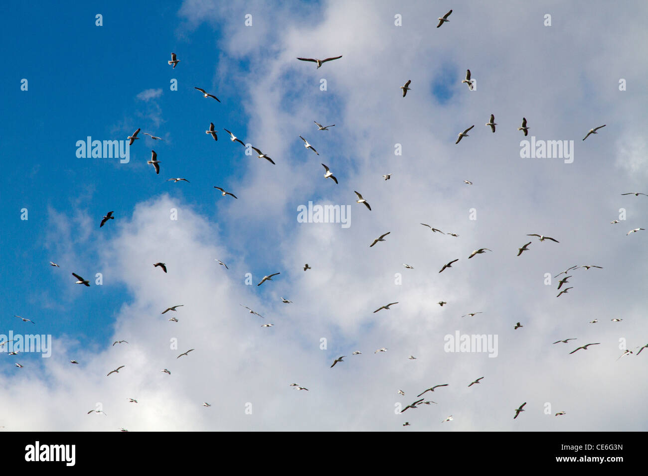 A Flock of seagulls voler contre le ciel Banque D'Images