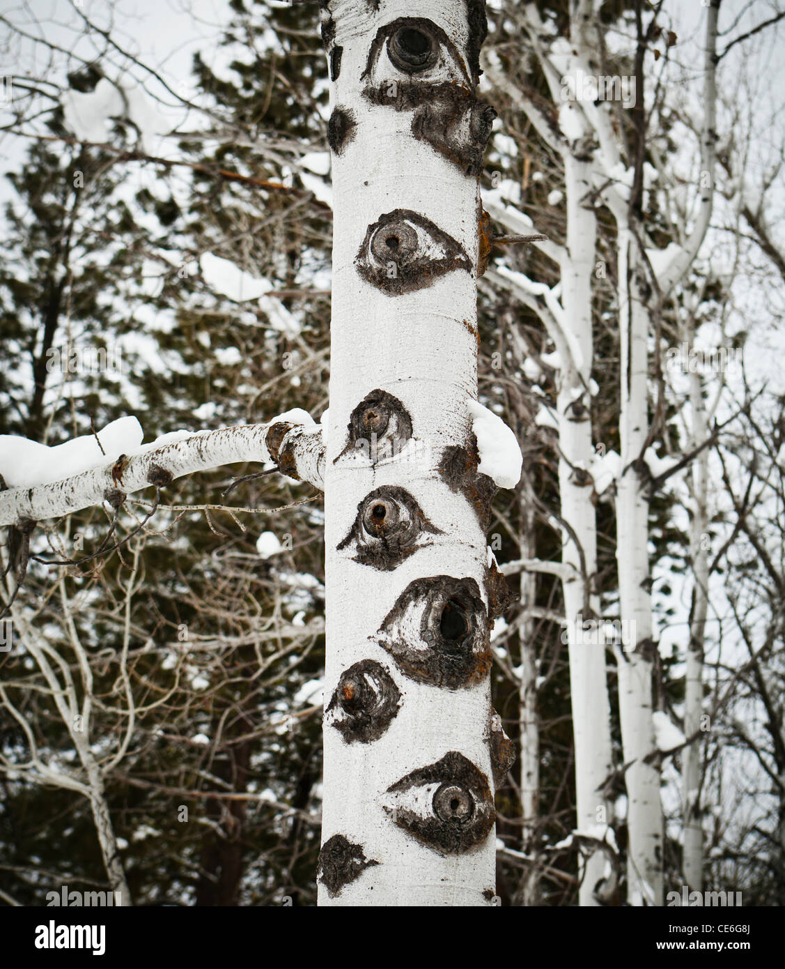 Aspen sur le tronc des arbres en hiver. Banque D'Images