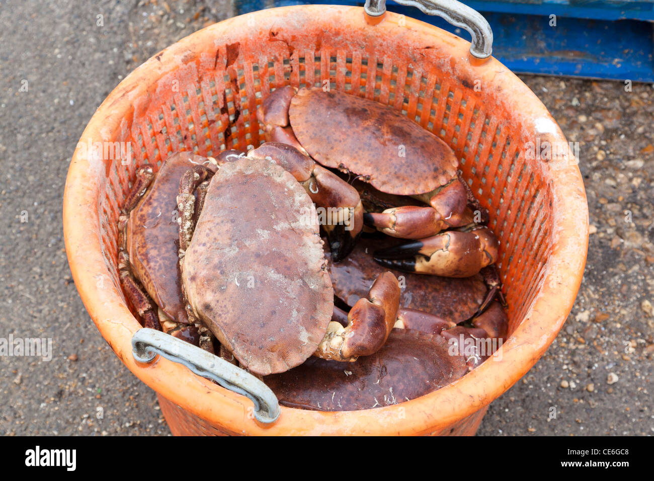 Panier de crabe plastique Banque de photographies et d'images à haute  résolution - Alamy