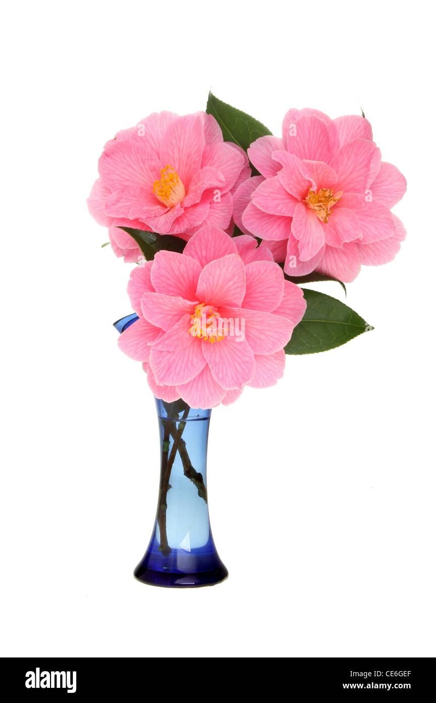 Camélia trois fleurs dans un vase de verre bleu blanc isolé contre Banque D'Images