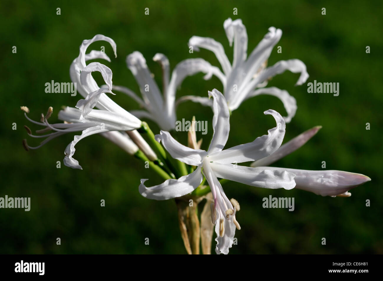 Jonathan Cerrada-mon paradis Ella K Guernsey lily lily Bowden-Cornish Nikita nerines selective focus automne automne fleurs pâles fleurs pétales blanc Banque D'Images