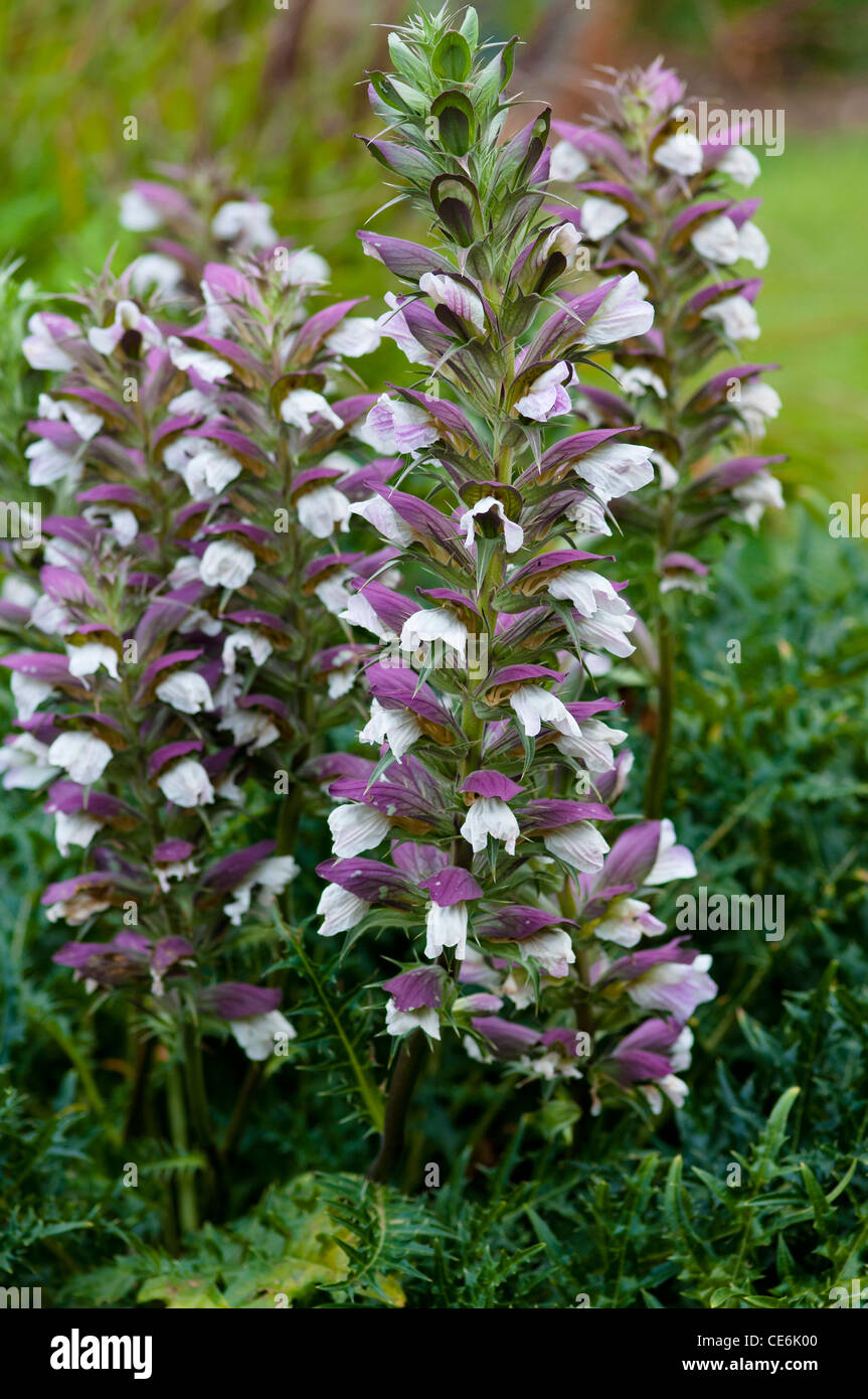 ACANTHUS SPINOSUS Banque D'Images