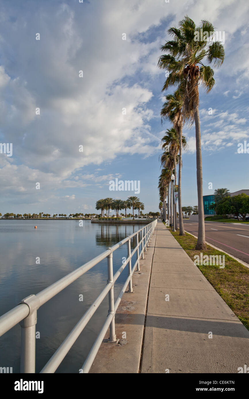 Promenade bordée de palmiers le long de front de mer, Saint Petersburg, FL Banque D'Images