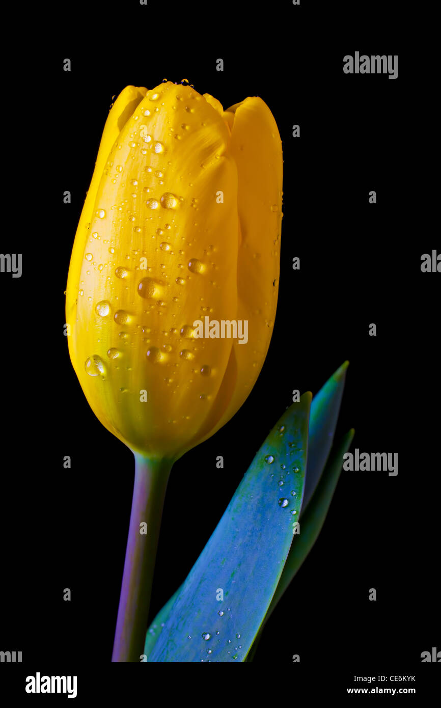 Tulipe jaune unique Banque D'Images
