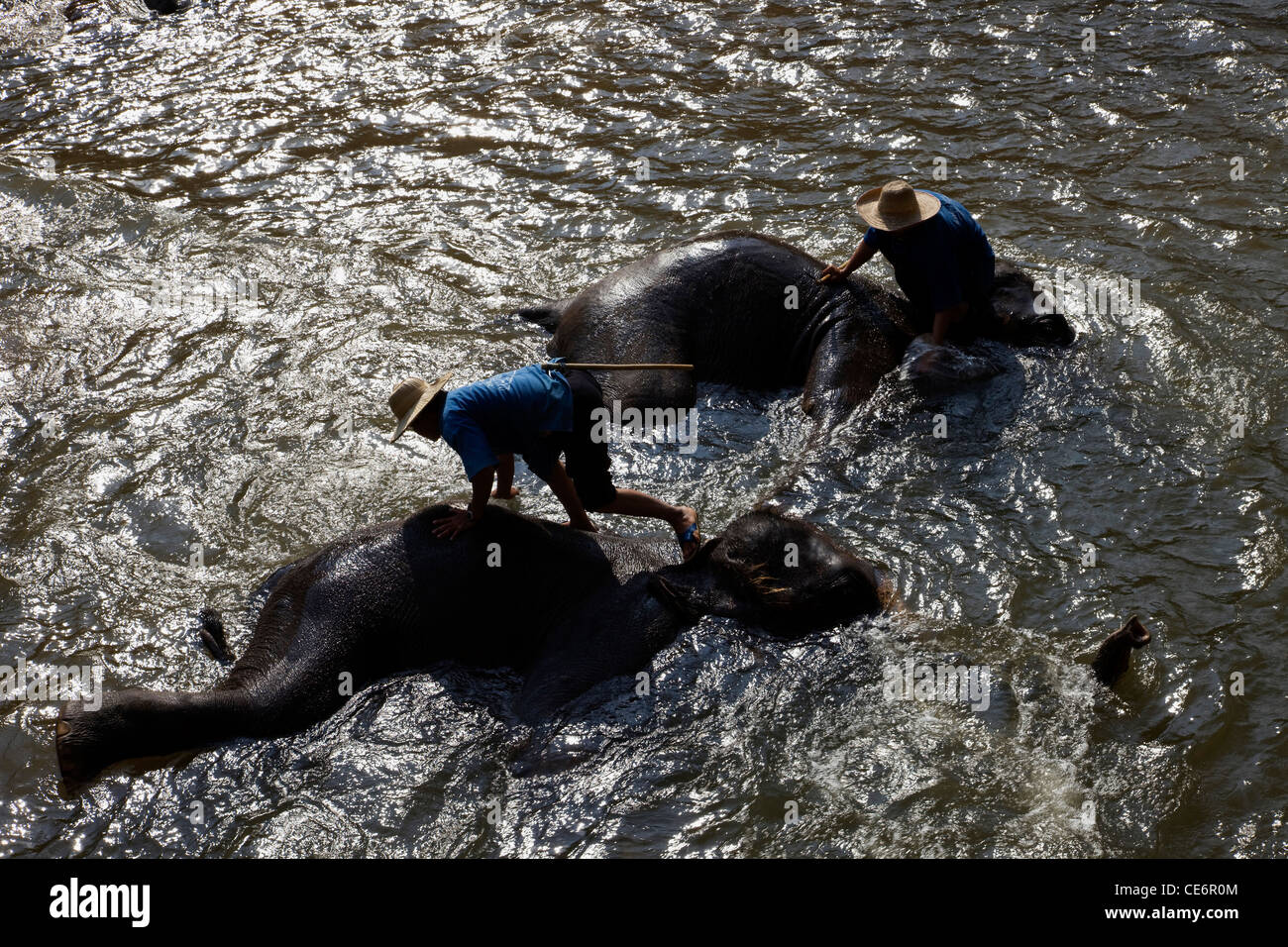 Thaïlande, Chiang Mai, Elephant Camp,baignade des éléphants Banque D'Images