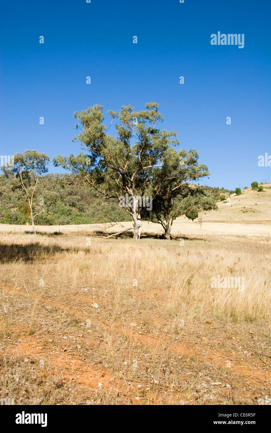 Une scène rurale, près de Mudgee, New South Wales, Australie Banque D'Images