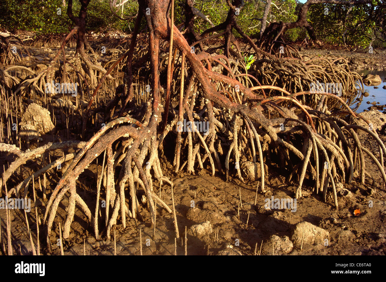 Racines d'arbres ; ruisseau de mangrove ; Iles Andaman et Nicobar ; Inde ; Asie Banque D'Images