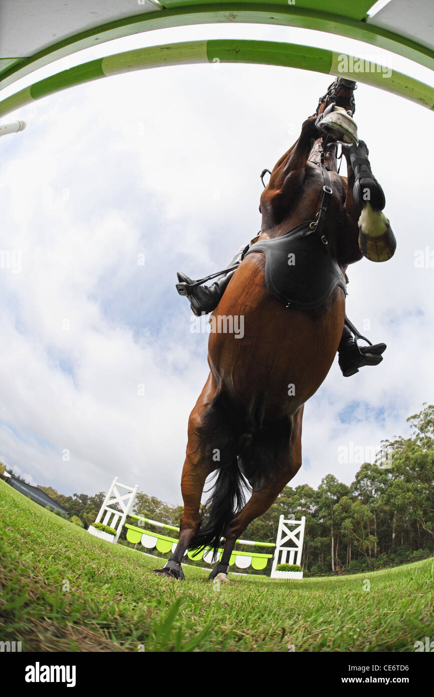 Saut à cheval obstacle, directement en dessous Banque D'Images