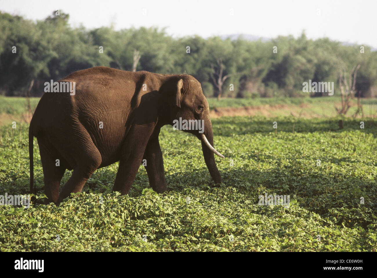 Elephant tusker : MAA 83213 donets karnataka inde parc national Banque D'Images