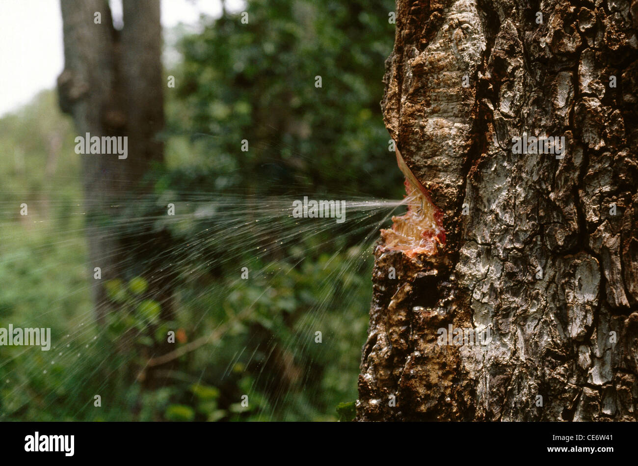 VIT 85962 : liquide d'arrosage au jet d'eau de l'Inde arbre fontaine Banque D'Images