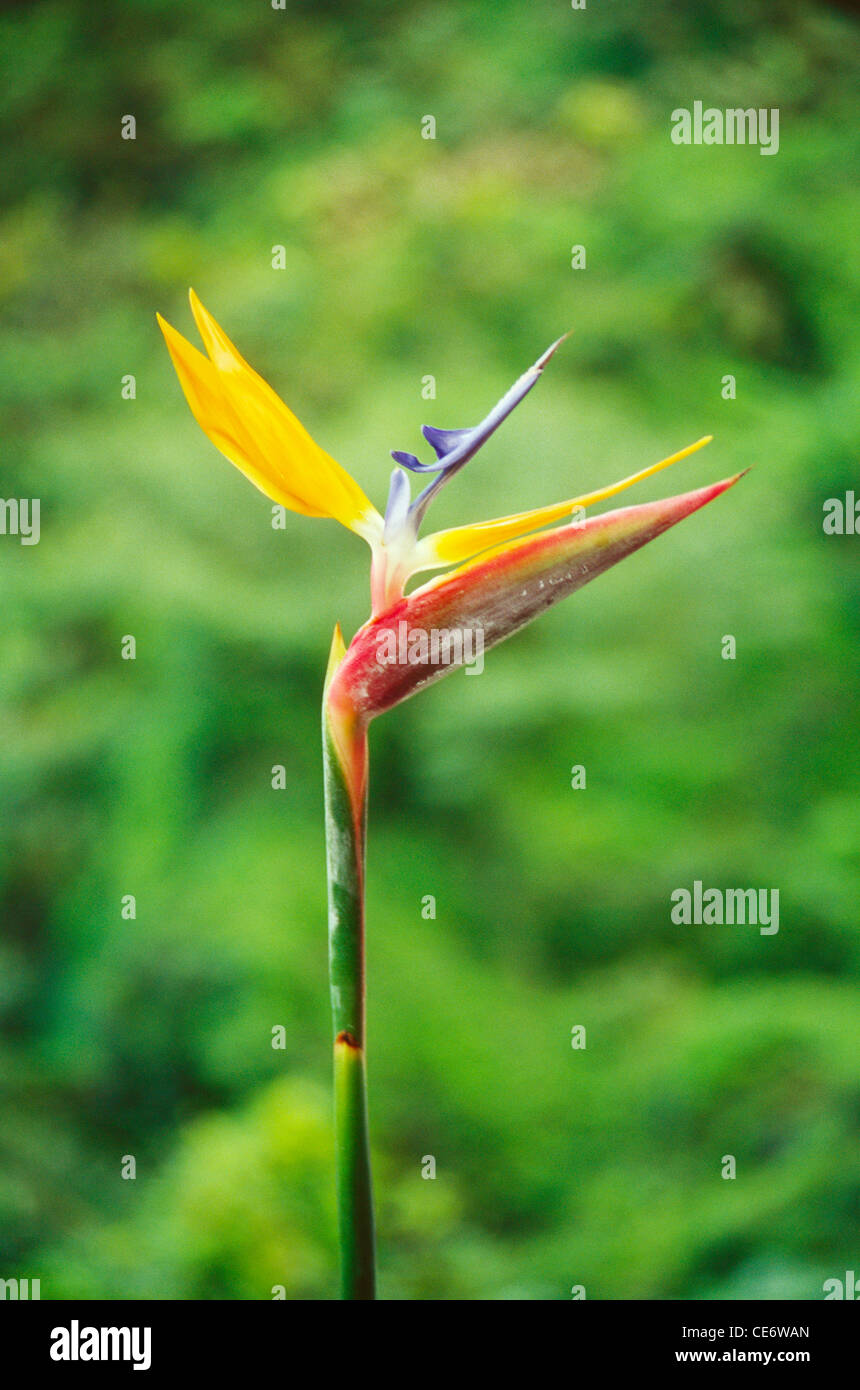 86068 END : crane fleur ou oiseau du paradis Strelitzia reginae plantes tropicales Banque D'Images