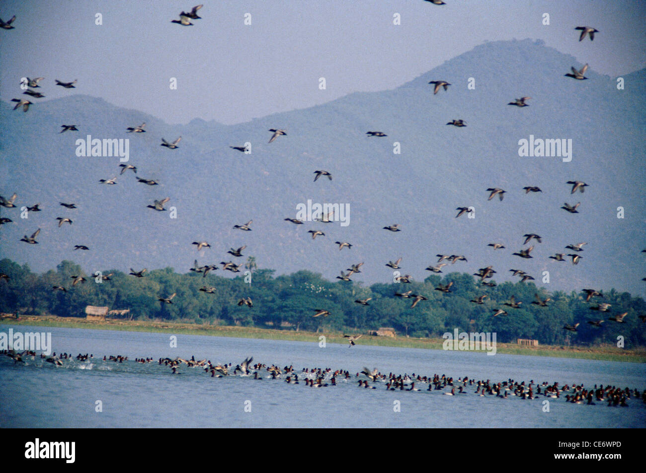 oiseaux migrateurs volant lac chilka orissa odisha inde Banque D'Images