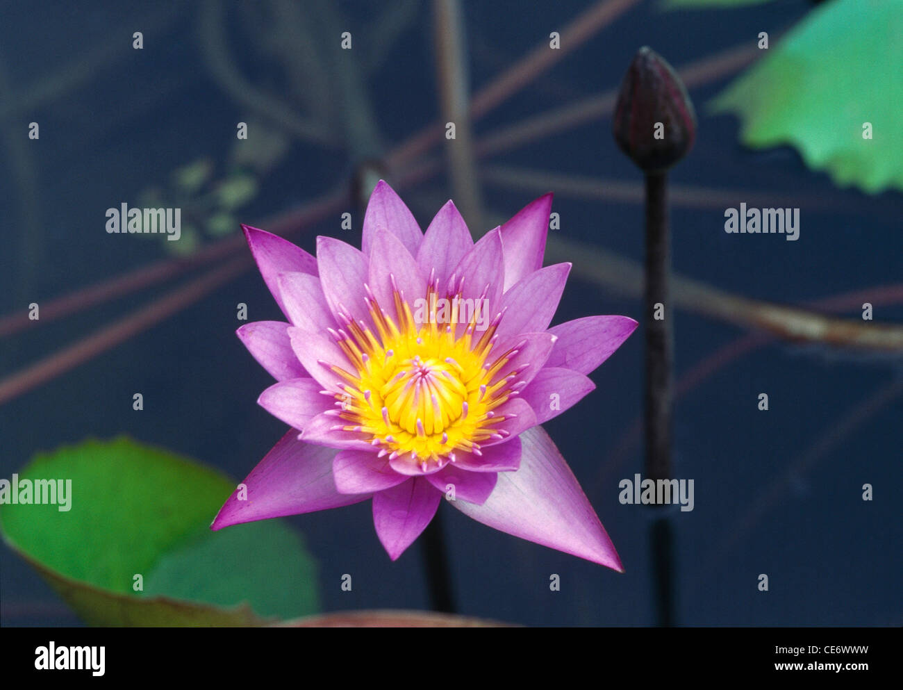Nénuphars ; Lotus bleu, Lotus étoilé, nénuphars rouge et bleu, nénuphars bleu, fleur de manel ; Nymphaea nouchali ; Nymphaea stellata ; inde ; asie Banque D'Images