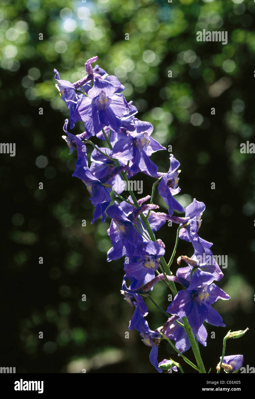 fleur de delphinium ; plante de Larkspur ; violet ; plantes à fleurs vivaces ; Banque D'Images