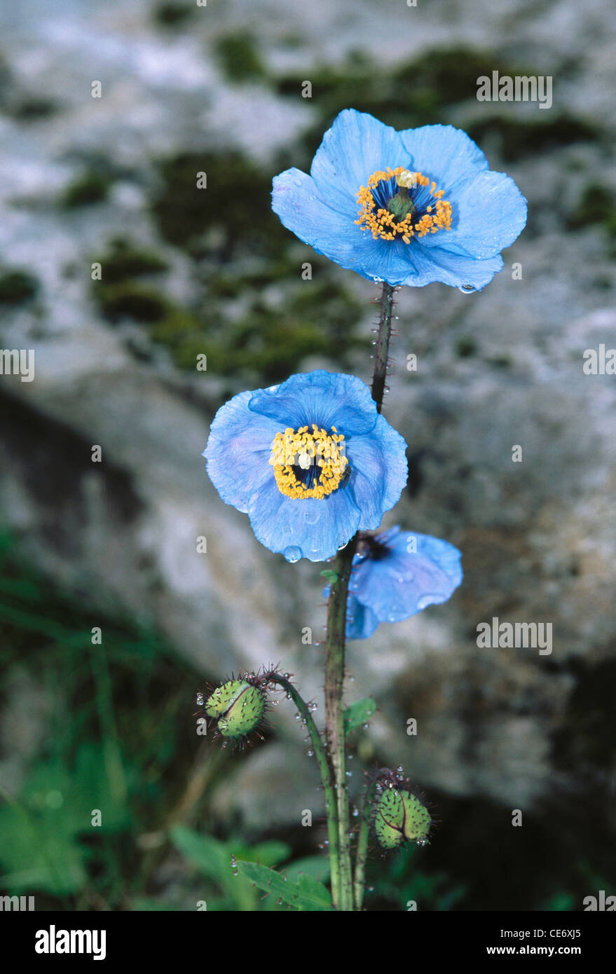 Coquelicot bleu de l'Himalaya ; Meconopsis betonicifolia ; vallée de la  fleur ; uttarenchal ; uttarakhand ; inde ; asie Photo Stock - Alamy