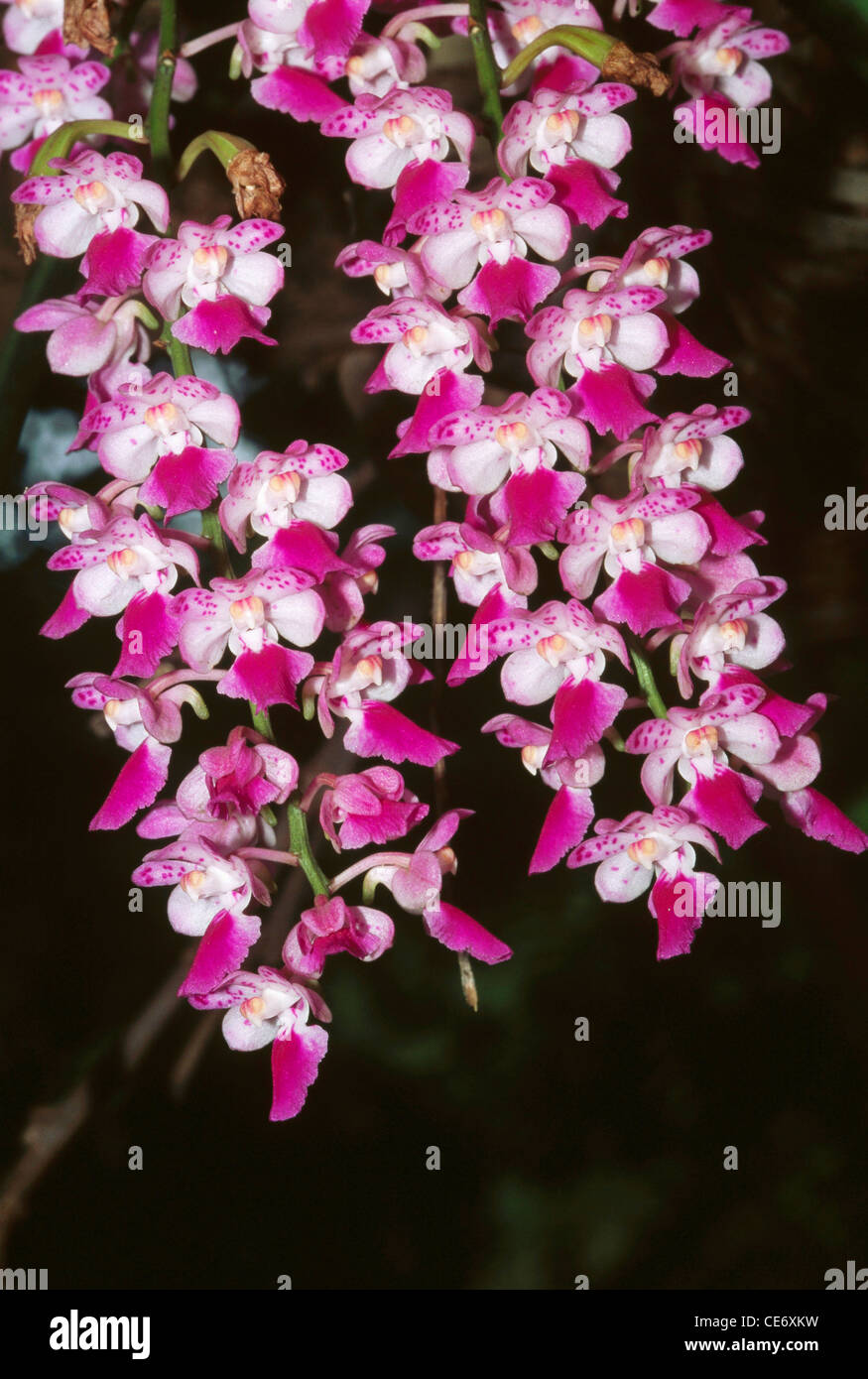 Orchid Indian Common Foxtail Rhynchostylis retusa ; inde ; asie Banque D'Images