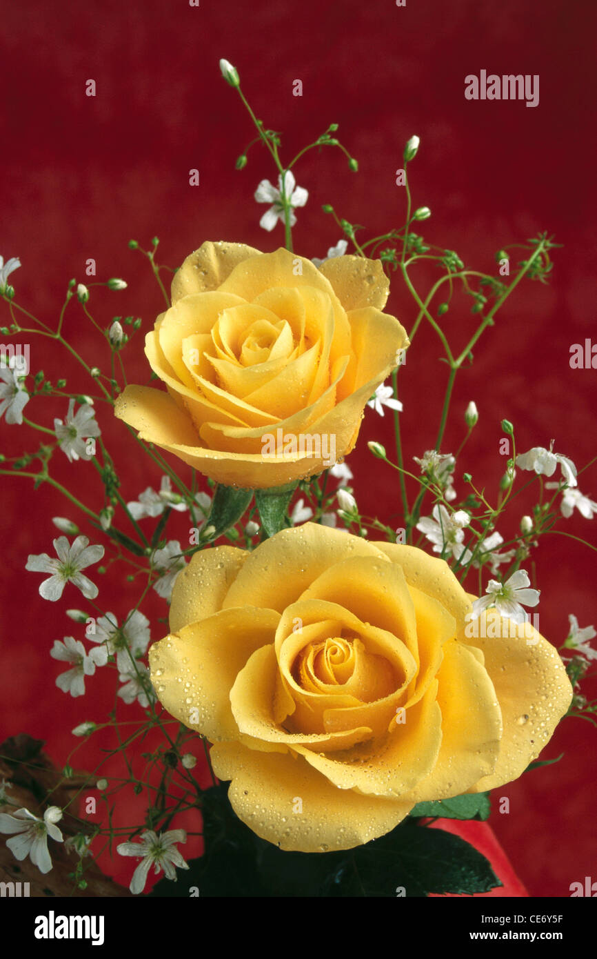 BDR 86322 : arrangement de fleurs artificielles roses jaunes et deux fleurs blanches sur fond rouge Banque D'Images