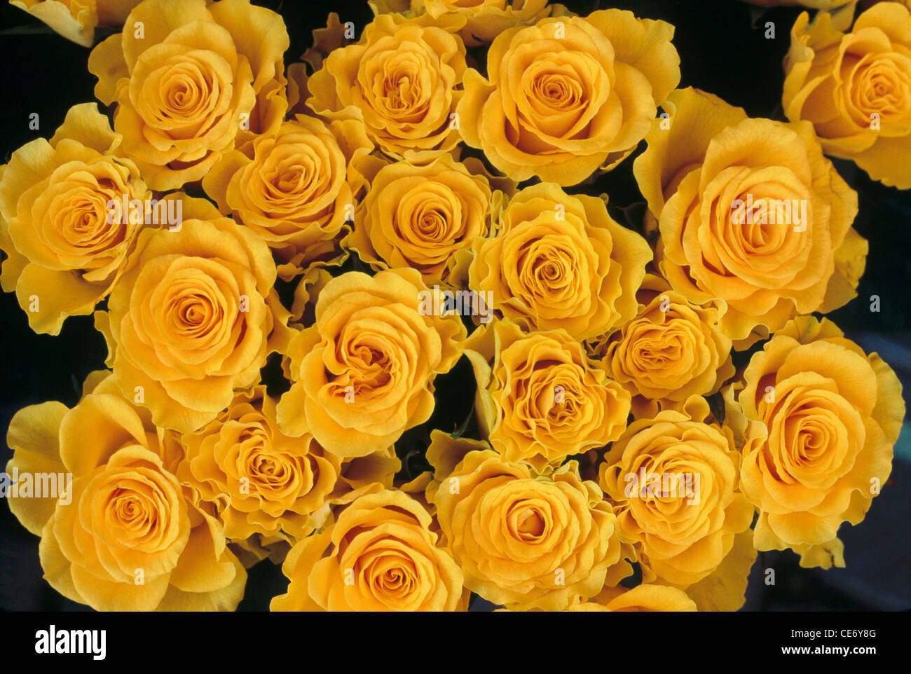 HMA 86305 : rose jaune fleurs bouquet de fleurs roses jaune vif de  l'arrangement Photo Stock - Alamy