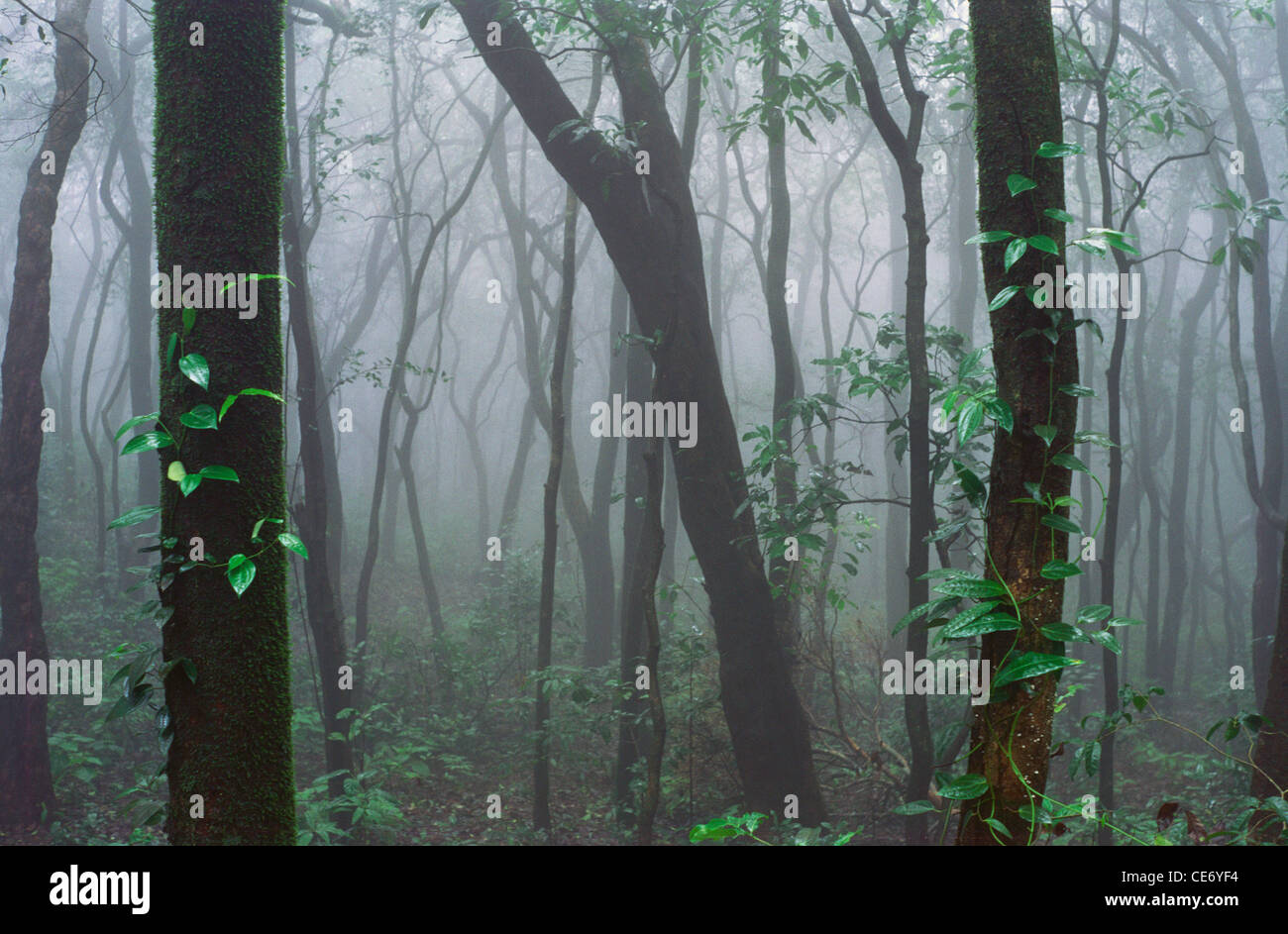 86394 NMK : Forêt jungle tropicale feuillage arbres troncs mist matheran maharashtra inde Banque D'Images