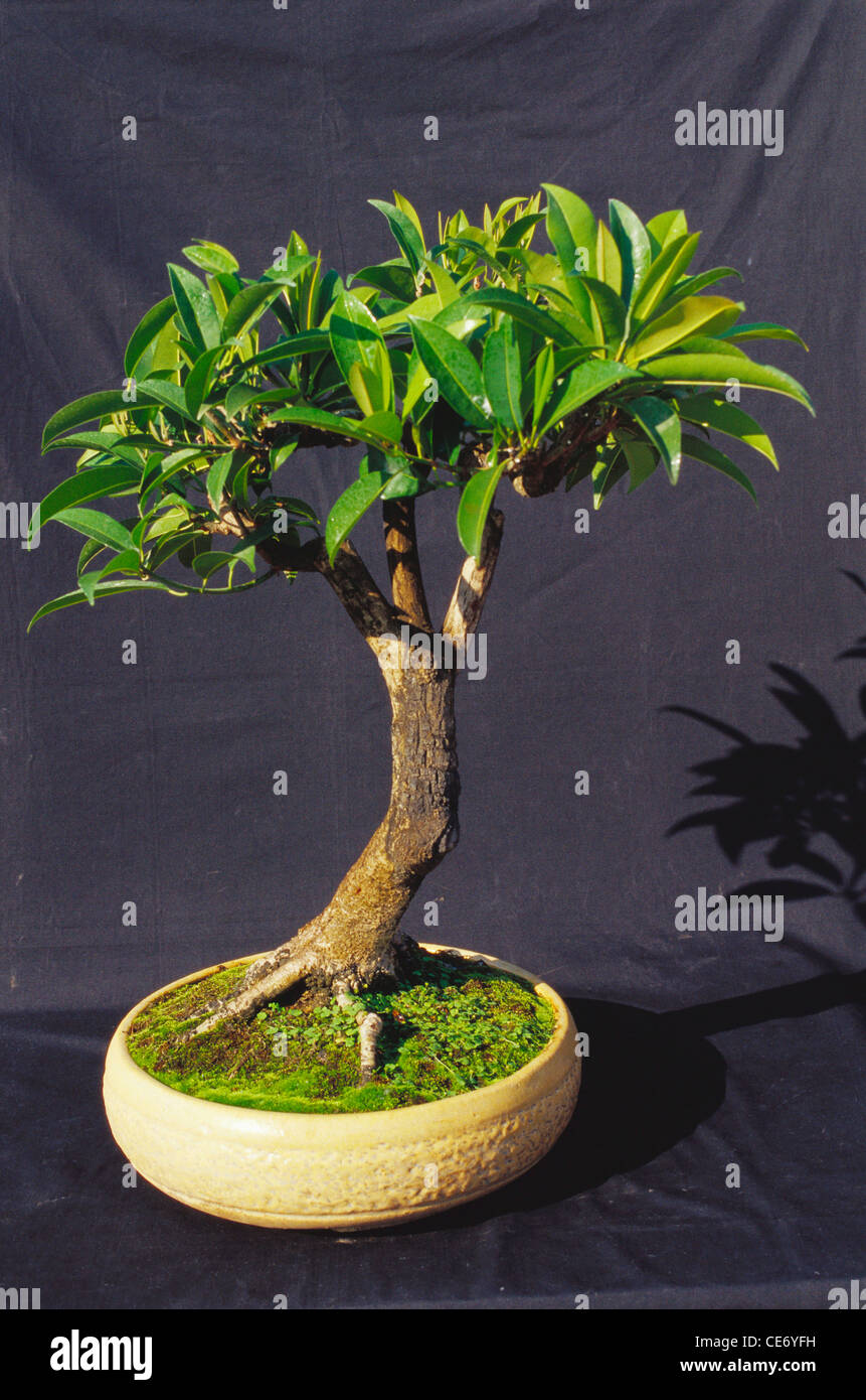 86362 PRM : bonsai Manilkara zapota chickoo chikoo chikku style parapluie 10 ans Inde Territoire Union silvassa Banque D'Images