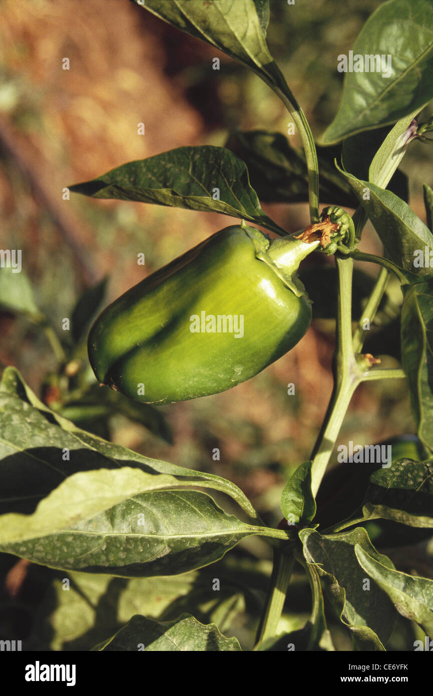 Plante végétale verte de poivron ; poivron ; poivre doux ; Inde ; asie Banque D'Images