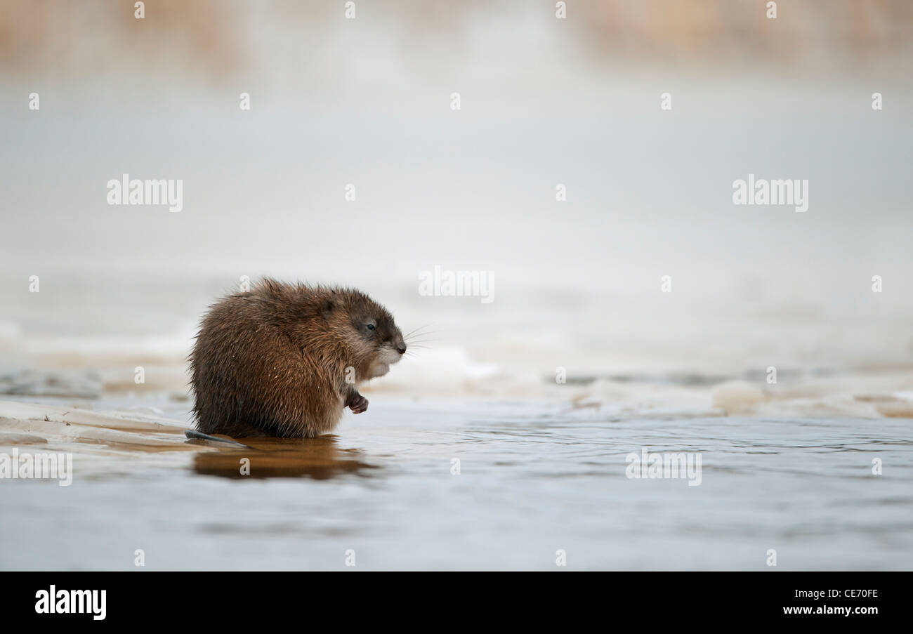L'hivernage le rat musqué (Ondatra zibethicus) sur le bord de la glace . Les premières gelées, sur la rivière il y a une glace. La Russie. Mceniff ard ri Banque D'Images