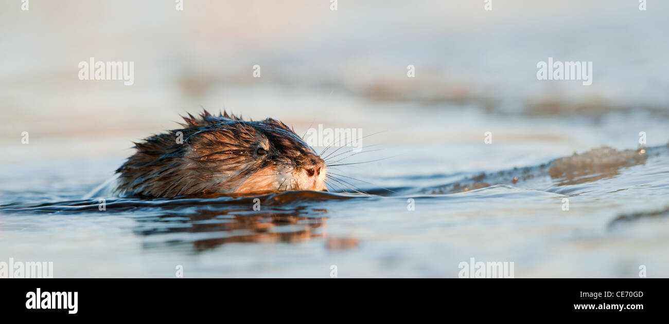 Natation ( Rat musqué Ondatra zibethica ) Banque D'Images
