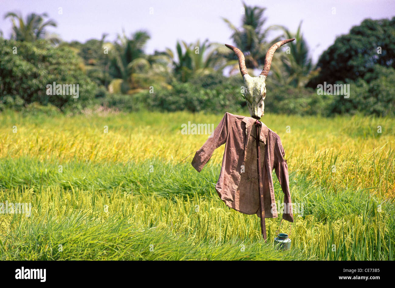 MBT 81961 : épouvantail scare crow avec shirt tête d'animal avec des cornes en champ de riz ; deogad ; maharashtra Inde ; Banque D'Images