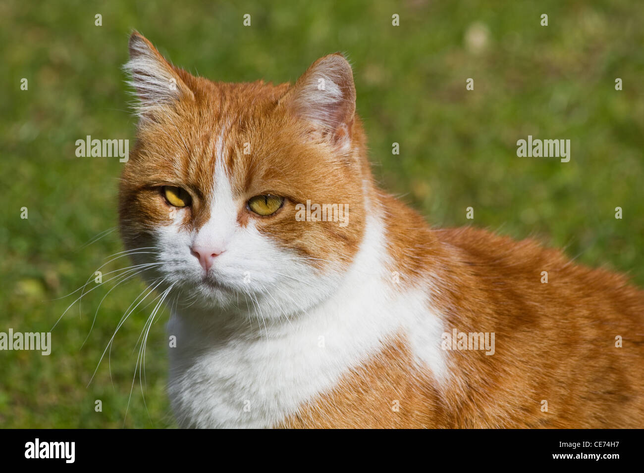 Orange avec tom blanc chat dans jardin aux beaux jours en mars Banque D'Images