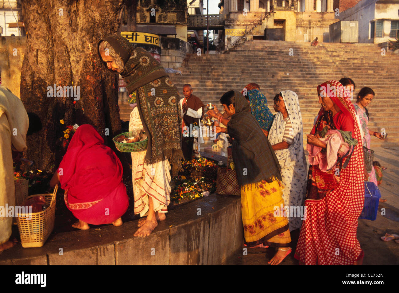 82915 RSC : Les femmes adorant le peepal pipal tree arbre de vie éternelle varanasi Uttar Pradesh, Inde Banque D'Images