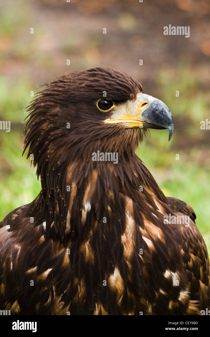 Portrait de l'aigle des steppes Aquila nipalensis ou en vue de l'angle latéral Banque D'Images