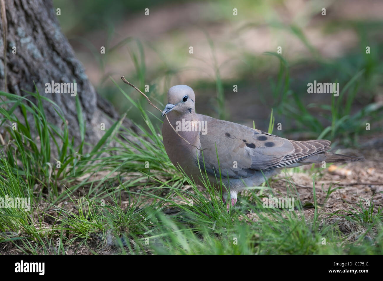 (Zenaida auriculata Eared Dove virgata) Banque D'Images