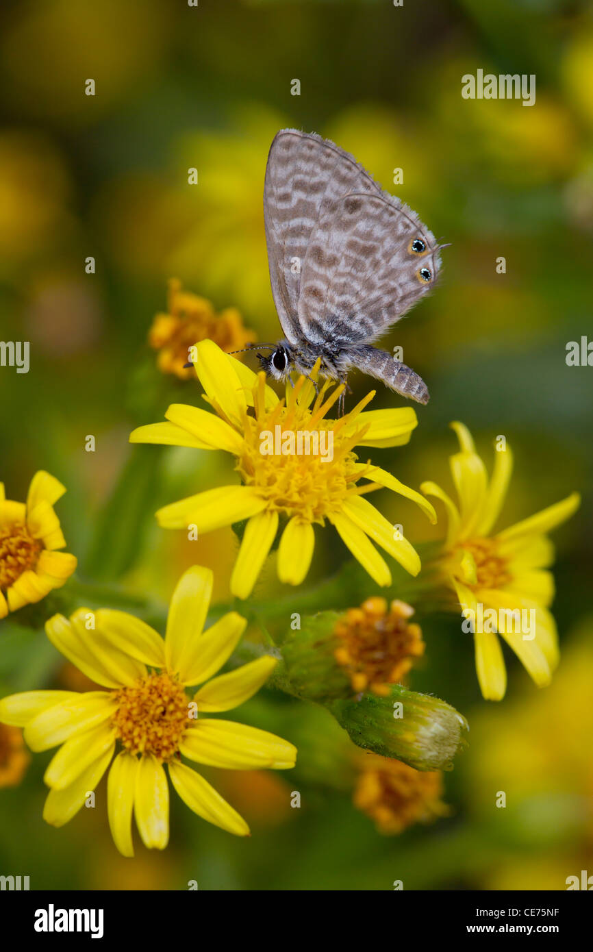 Lang's Short-tailed Blue, papillon, Leptotes pirithous, Minorque, Iles Baléares, Espagne, Octobre 2011. Banque D'Images