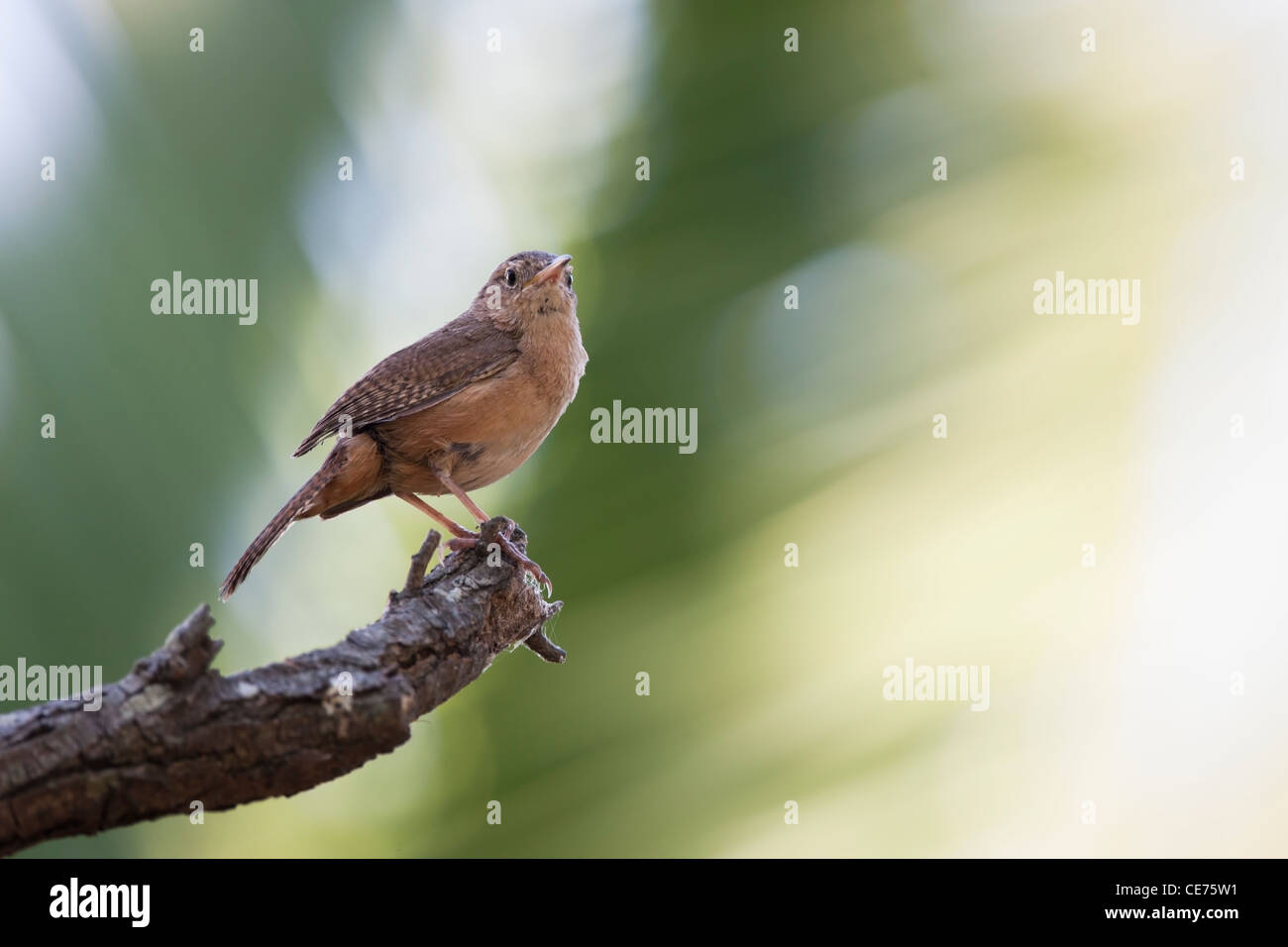 Troglodyte familier (Troglodytes aedon) bonariae, sous-espèce du Sud Banque D'Images