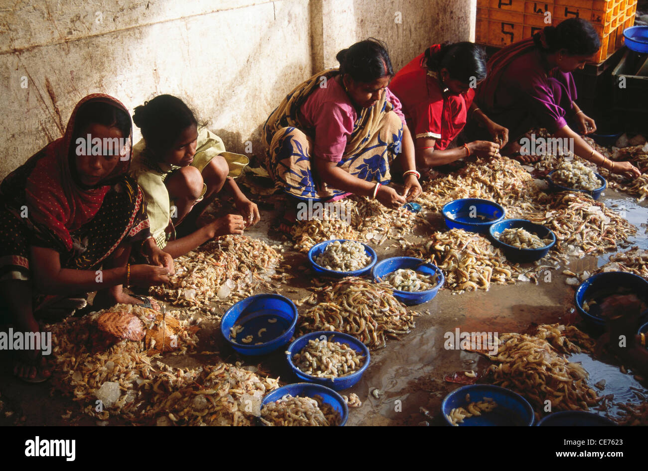 84715 RRJ : femmes indiennes crevettes tri Howrah ; ; ; l'ouest du Bengale en Inde Banque D'Images