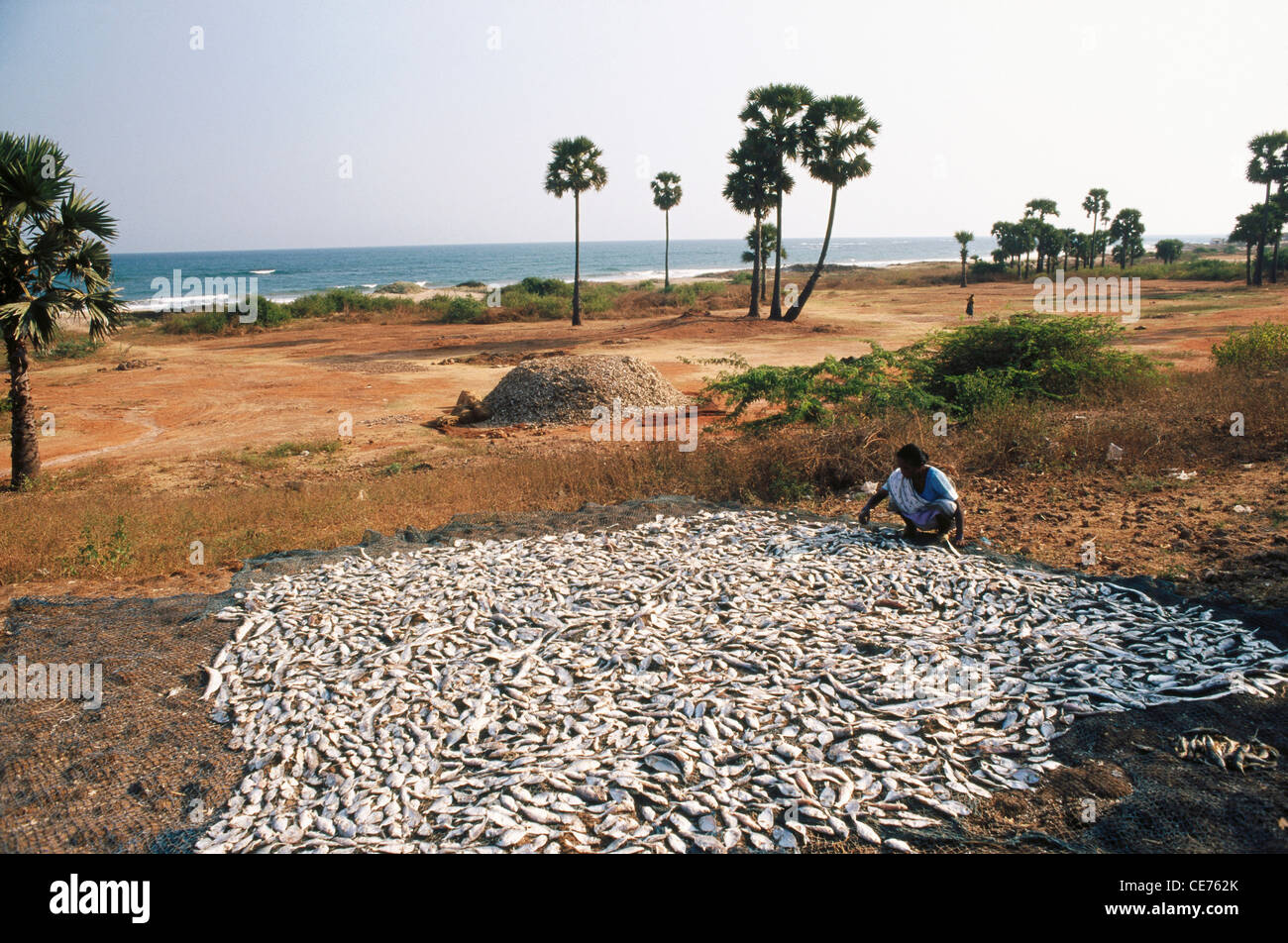 Femme indienne séchant des poissons près de la plage ; Bheemunipatnam ; Visakhapatnam ; andhra pradesh ; inde ; asie Banque D'Images