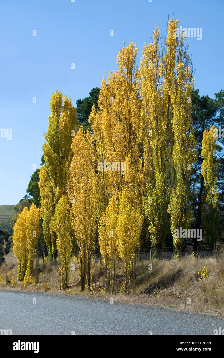 Un groupe de peupliers, en plein automne couleur, près de Taralga, New South Wales, Australie Banque D'Images