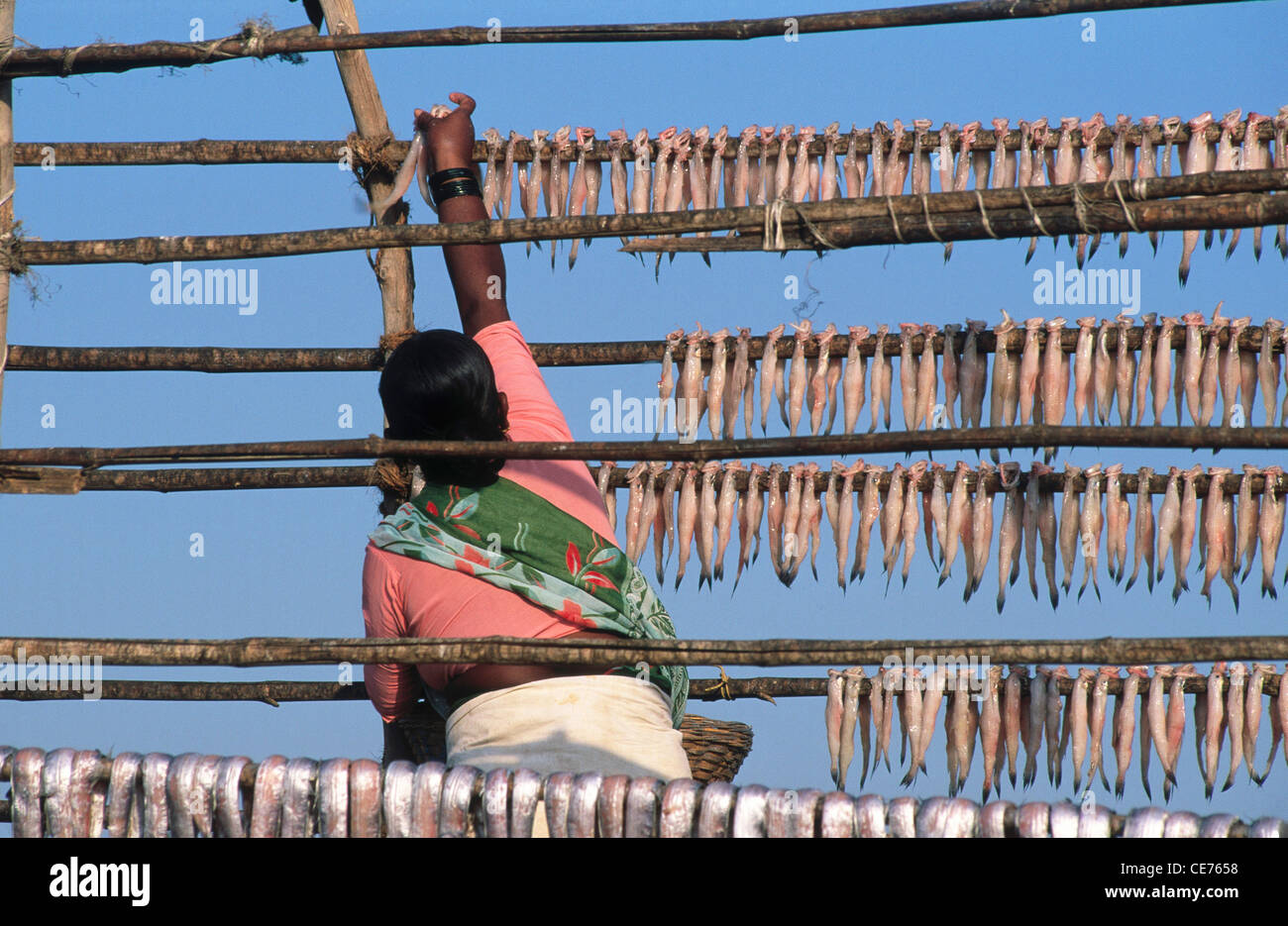 Pêcheur accrochant des poissons pour sécher ; alibagh ; maharashtra ; inde ; asie Banque D'Images