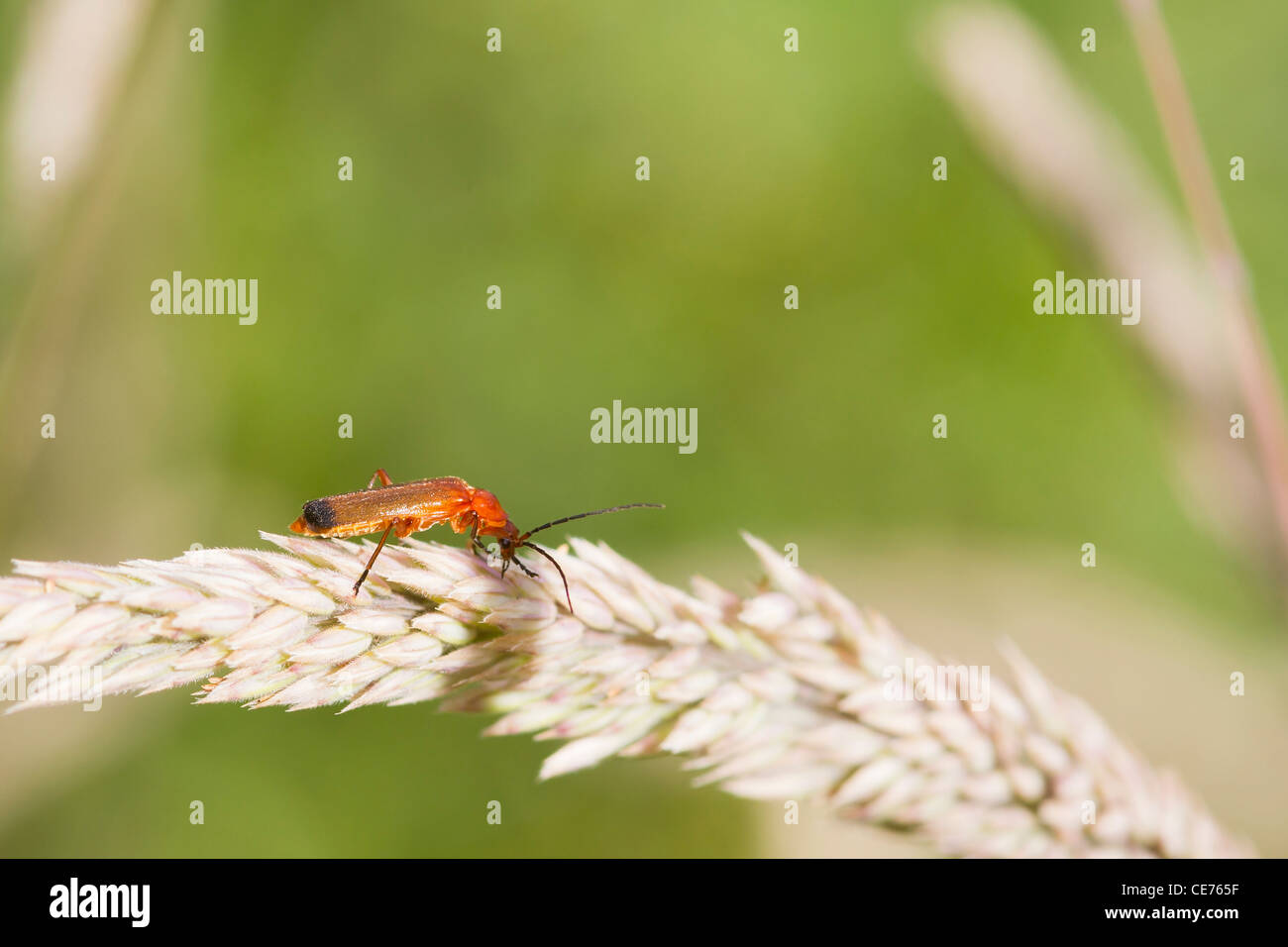 (Rhagonycha fulva) coléoptère perché sur une tige d'herbe Banque D'Images