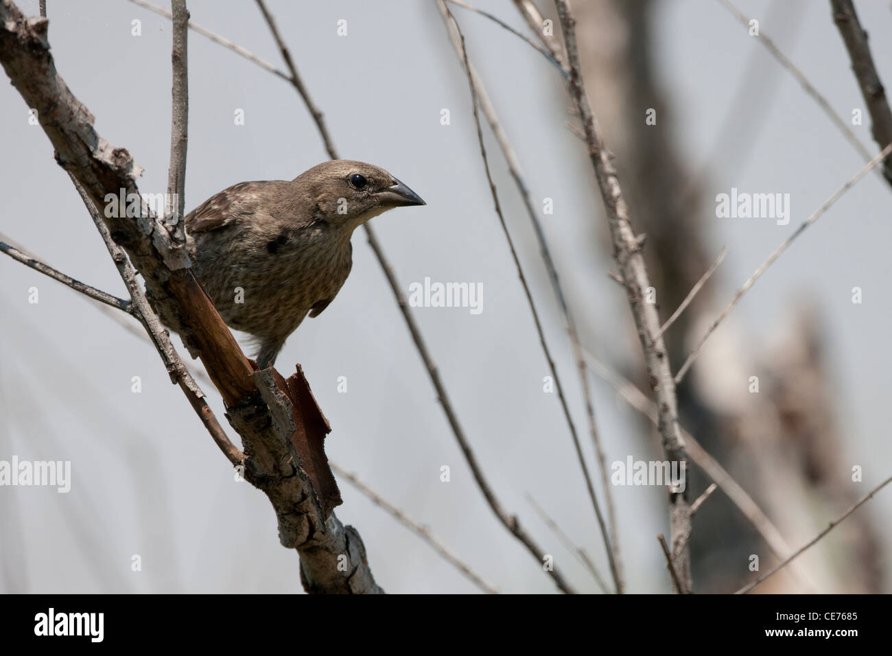 Vacher luisant (Molothrus bonariensis bonariensis) femelle à la réserve écologique de Buenos Aires à Buenos Aires, Argentine. Banque D'Images