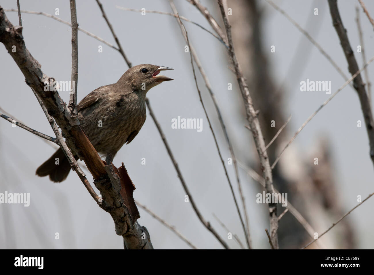 Vacher luisant (Molothrus bonariensis bonariensis) femelle à la réserve écologique de Buenos Aires à Buenos Aires, Argentine. Banque D'Images