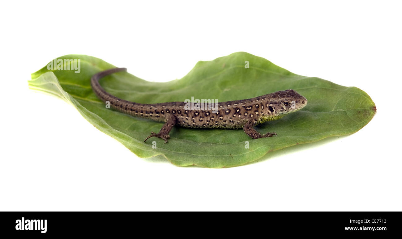 Lizard on leaf isolated on white Banque D'Images