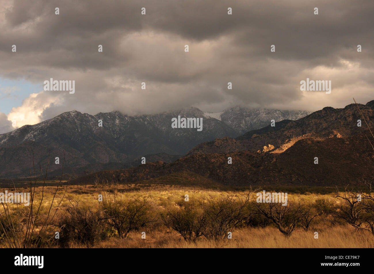 Les prairies dans les contreforts de la montagne de Santa Rita dans le désert de Sonora, en Arizona, USA. Banque D'Images