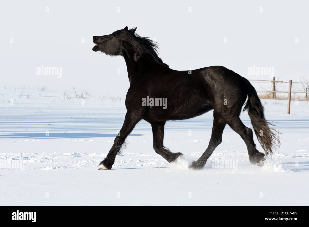 Shire Horse noir courir en hiver au galop Banque D'Images