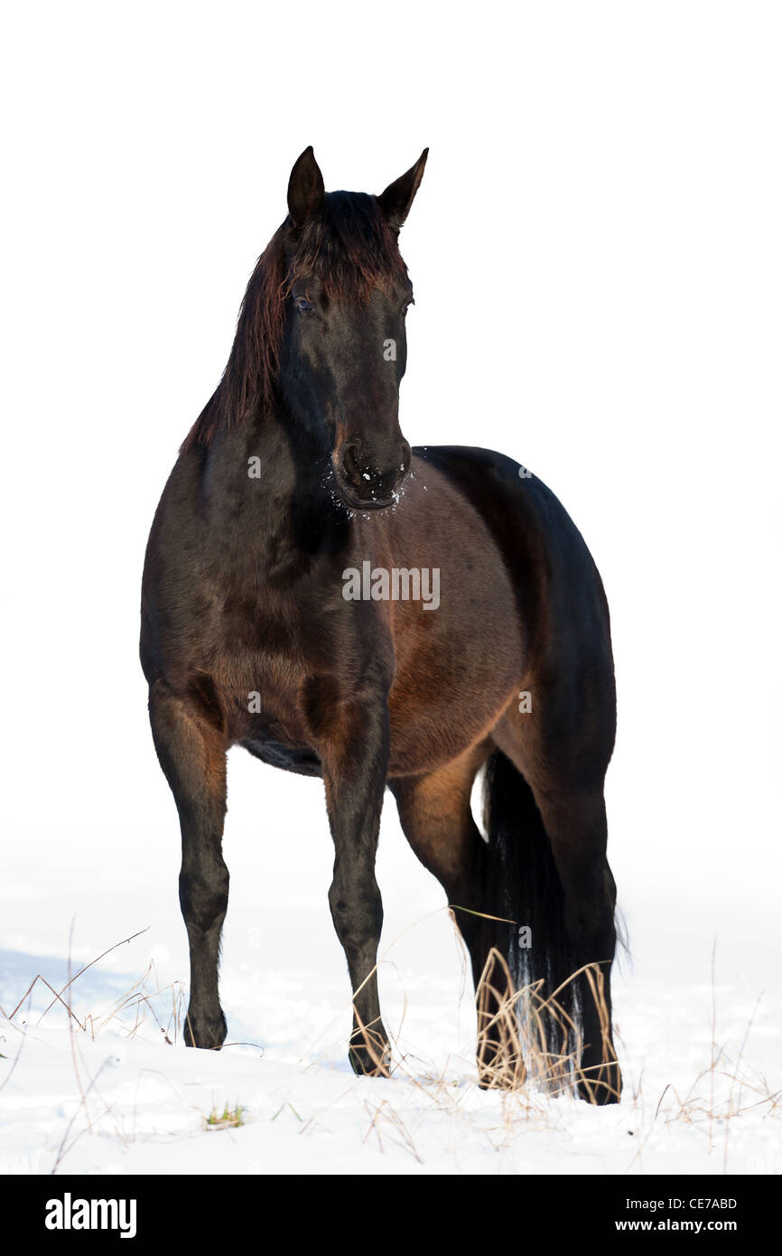 Cheval noir dans un pâturage d'hiver froid Banque D'Images
