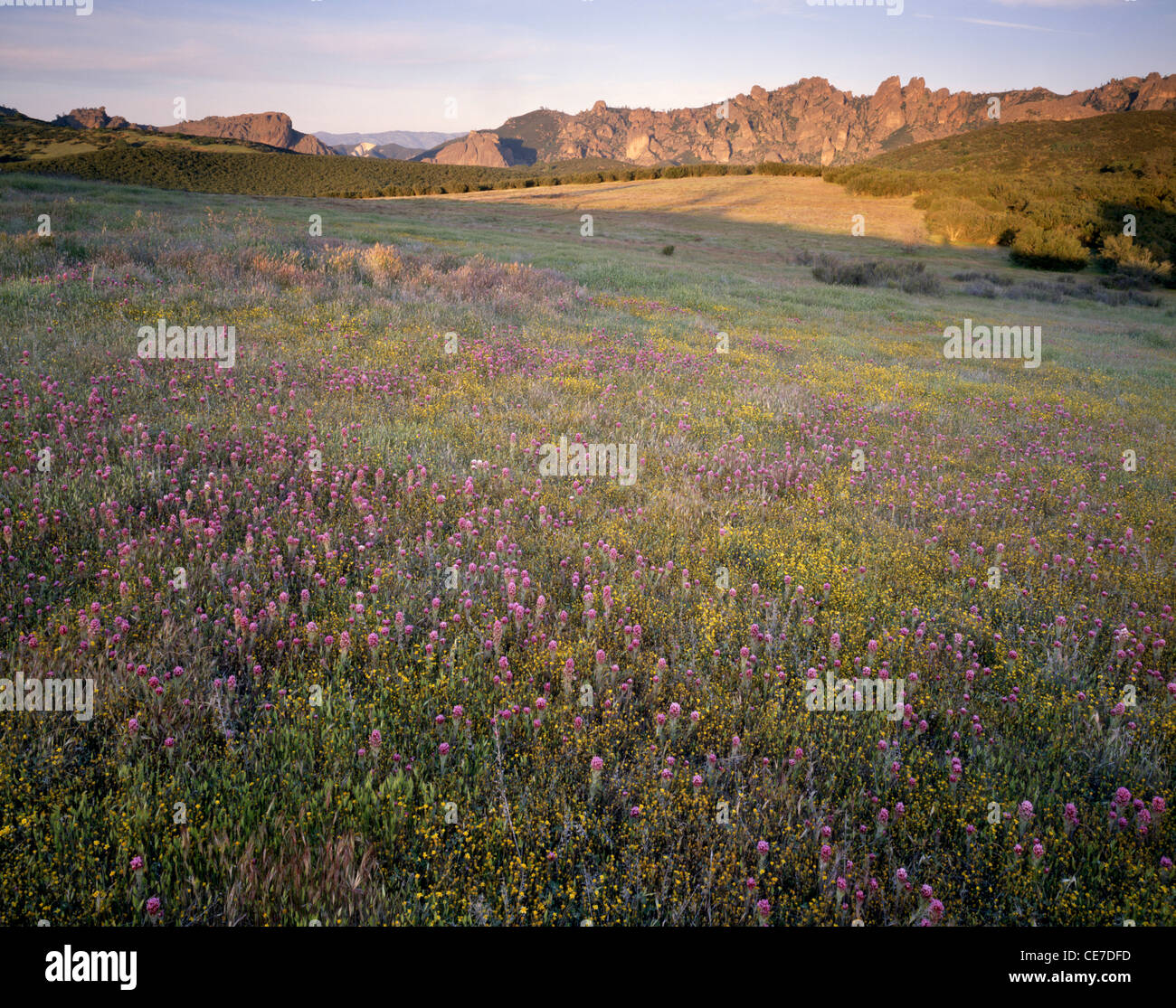 États-unis, Californie, Coucher de soleil, Fleurs sauvages, hauts sommets, Pinnacles National Monument Banque D'Images