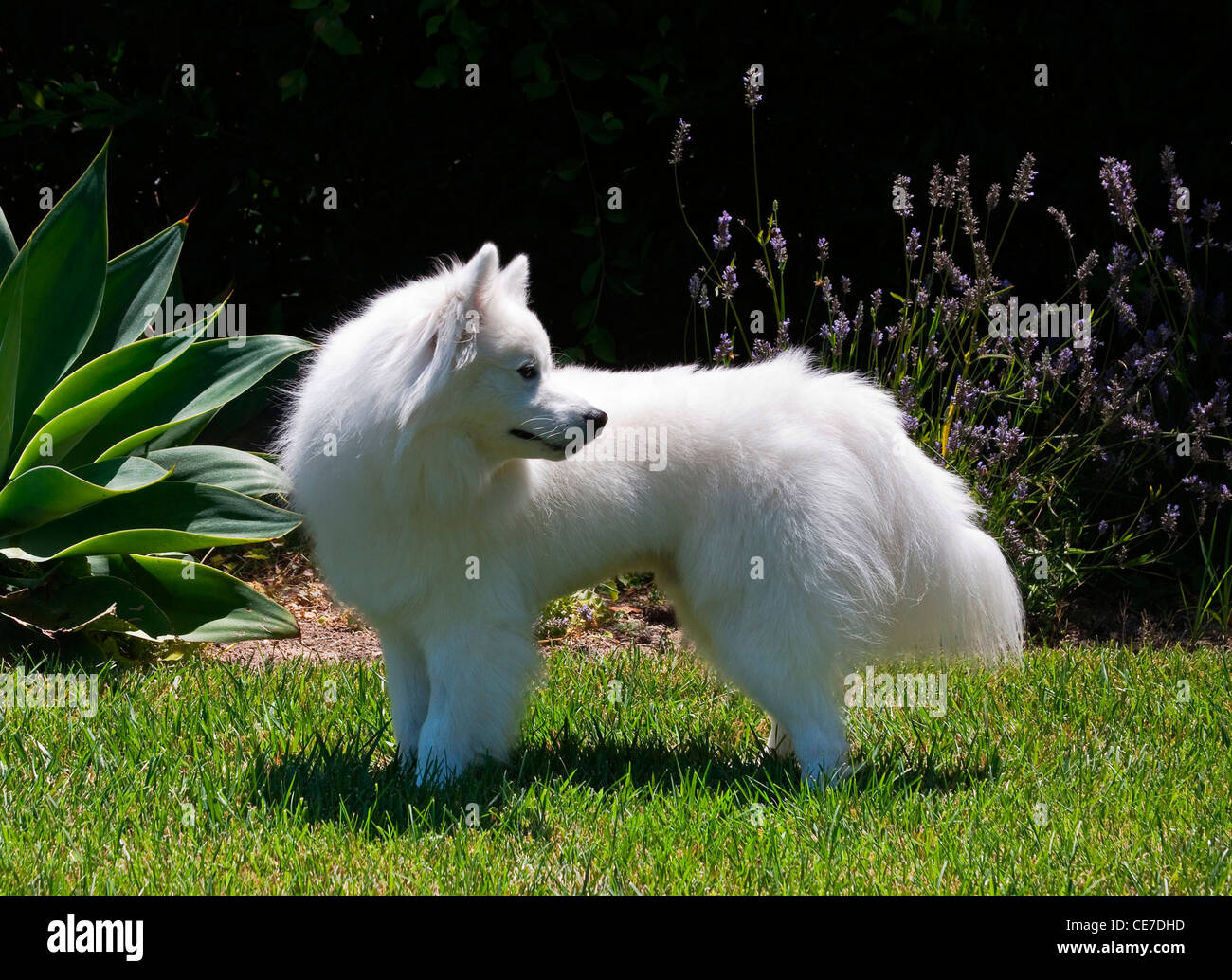 Un American Eskimo Dog standing on lawn in garden Banque D'Images