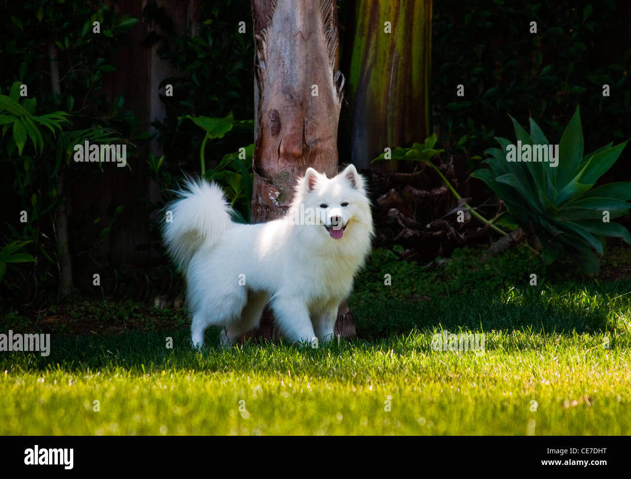 Un chien esquimau américain debout dans l'herbe verte dans un jardin Banque D'Images